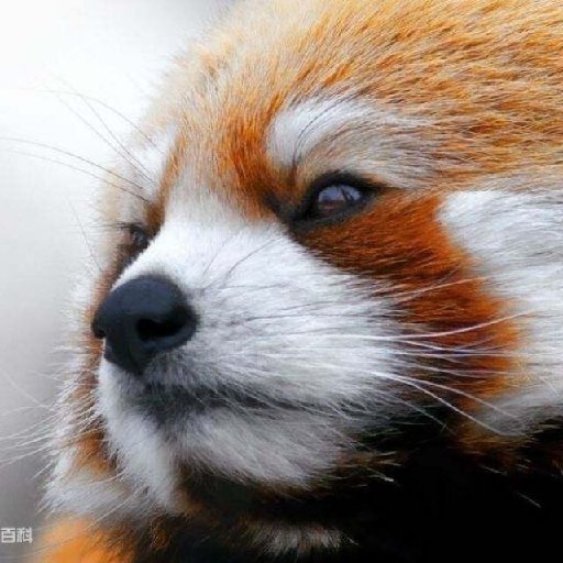 橘子熊猫的头像