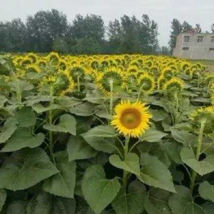 李梦来