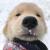 鲨鱼狗头像