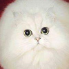大猫猫眼的头像