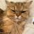 身上有猫猫在爬2号头像
