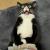猫爹朱家十六少头像