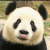 熊猫大神王头像