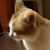 小妖八尾猫头像