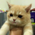 大脸猫一代头像