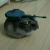 真鼠式头像