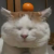 Setu头像