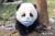小道士无心头像