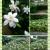 栀子花1996头像