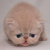 大猫m