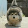 阿拉加斯加书犬的头像