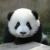好吃懒做小熊猫头像
