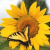 hbsunflower0头像