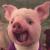 刁蛮公猪头像