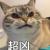 兔子菟子头像