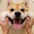 柴犬微笑头像