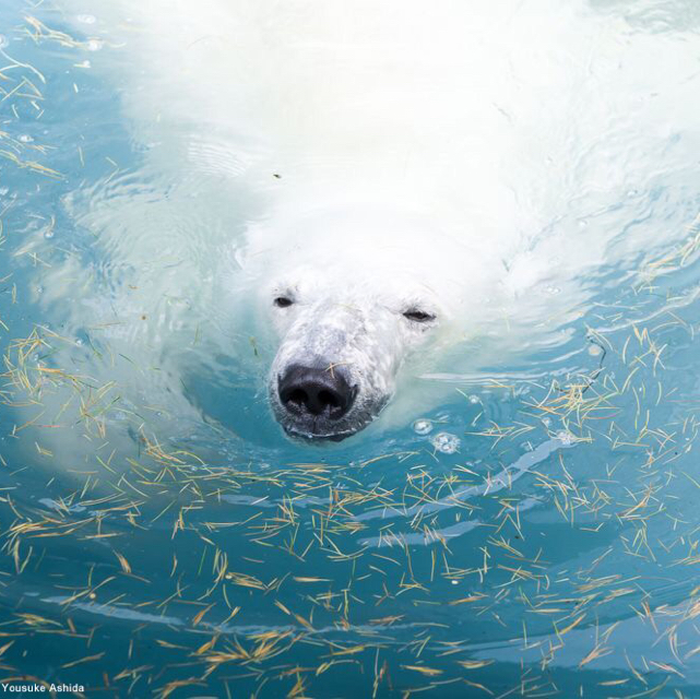 这条鱼会飞的头像
