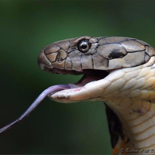 蛇帅气头像图片
