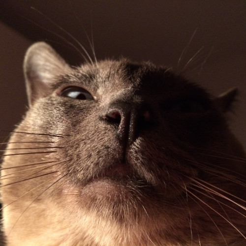 飞翔的暹罗猫的头像