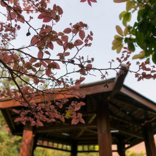 山那边有座庙的头像