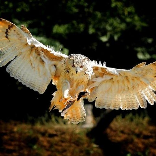 键盘书侠的头像