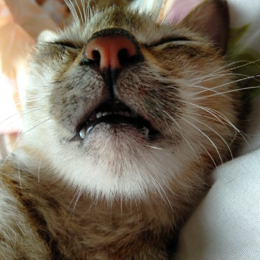 艾尔的丑猫的头像