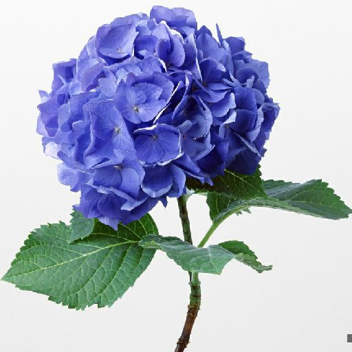 绣球之恋的头像