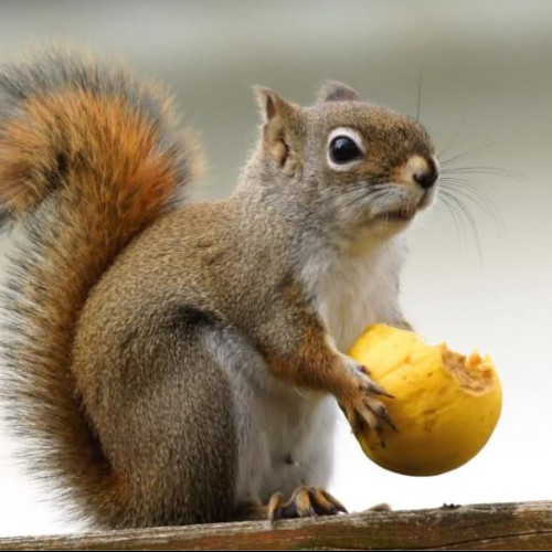 坚持的松鼠的头像