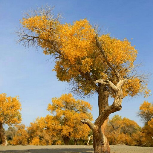 胡杨的春天的头像