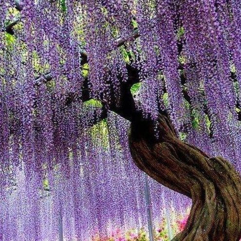 清扬三姑娘的头像