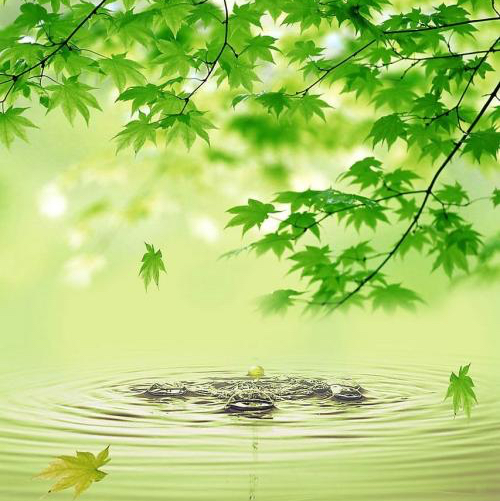 青江幽兰的头像