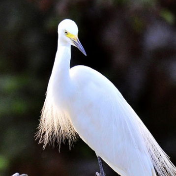 白鹭白白白的头像