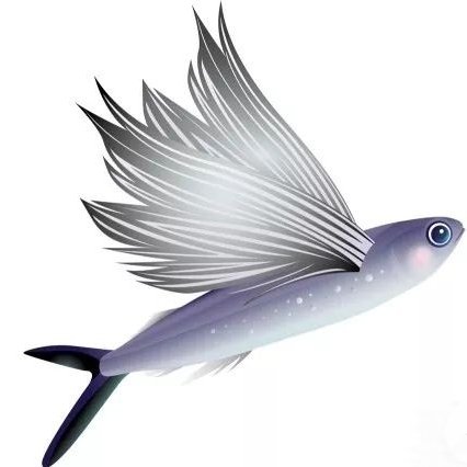 仰泳飞鱼的头像