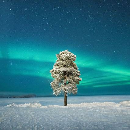 孤独树影的头像