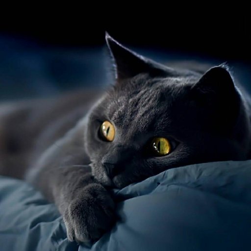 来时无踪迹的头像