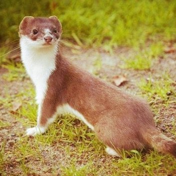 卖萌的黄鼠狼的头像