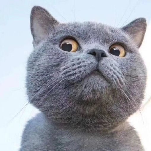 喝醉的狸花猫的头像