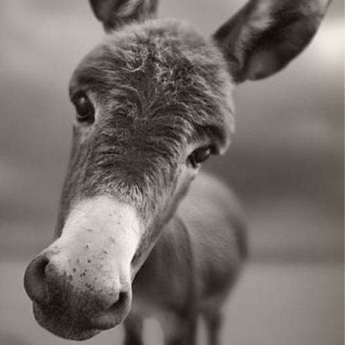 傲娇的驴的头像