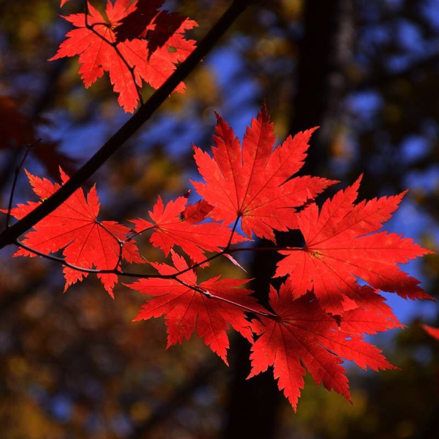 枫叶红了秋的头像
