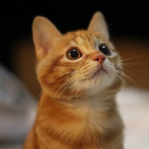 不挑食的橘猫的头像