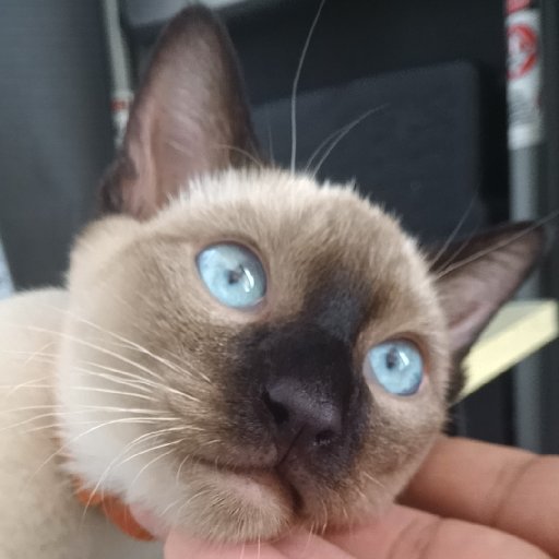 尹紫电的头像
