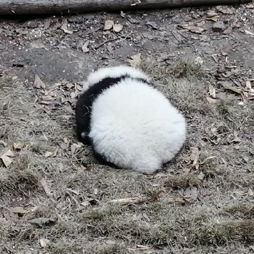 别让我早起的头像