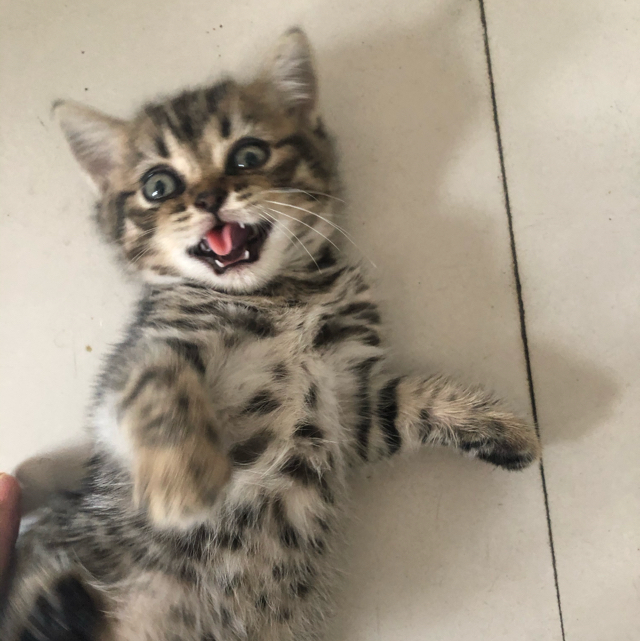 一只狸花猫啊的头像