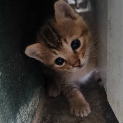 红烧奈若的头像