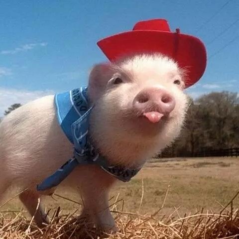 村长的小花猪的头像