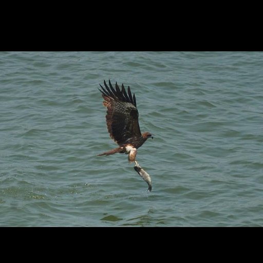 老鹰吃小鱼的头像