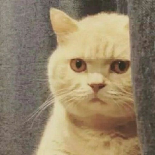 大橘橘橘猫的头像