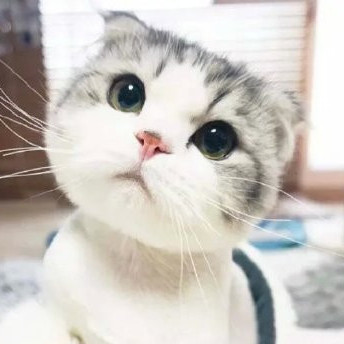 西兰猫猫全部小说作品 西兰猫猫最新好看的小说作品 起点中文网