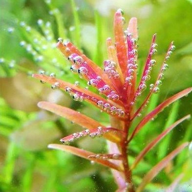 爱冒泡的水草全部小说 最新章节更新 起点中文网