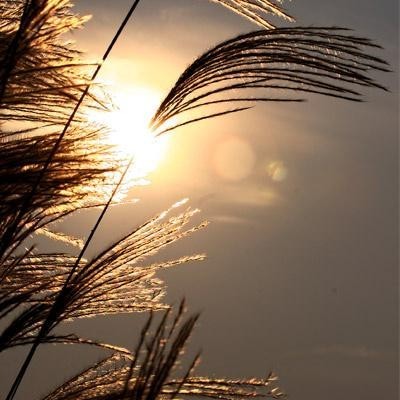 白糖芦苇的头像